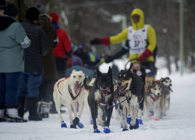 AlaskaNewsBit's tweet photo. Iditarod Trail Sled #Dog #Race: #French musher loses trail, lead in #BeringSea #Storm: https://t.co/9oiIeaDbWq, https://t.co/FH9NaGBgTu, https://t.co/AYKUjXtUxE https://t.co/0aojjehtDB