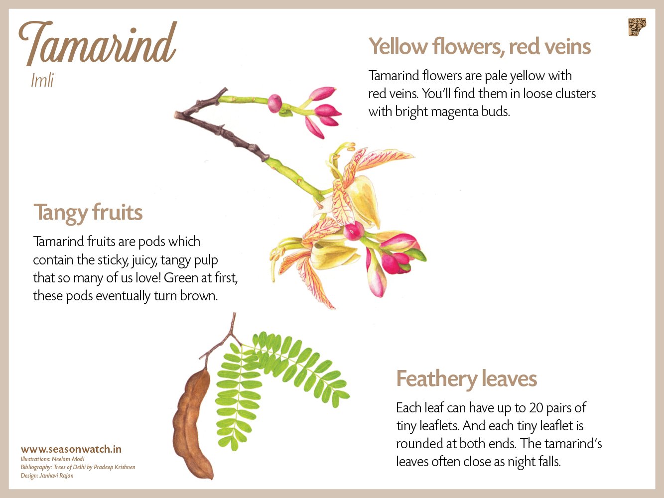 Nature Conservation Foundation Have You Seen A Tamarind Tree With Its Juicy Tangy Fruits Or Yellow And Pink Flowers Around Oh All The Delicious Rasam And Imli Candies We Can Nature Conservation Foundation Have You Seen A Tamarind Tree With Its Juicy Tangy Fruits Or Yellow And Pink Flowers Around Oh All The Delicious Rasam And Imli Candies We Can