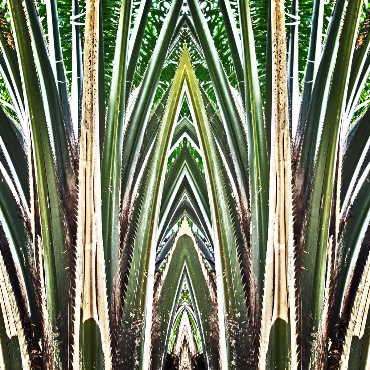 joyclicks4soul's tweet photo. 13.Mar.2018
Title: Palm Tree Trunks
#photography #trees #palmtrees #palm #womeninphotography #symmetry #pattern #patterns #PatternsOfInnovation #photo #photographer #NationalParks https://t.co/gJIUFA2Kec