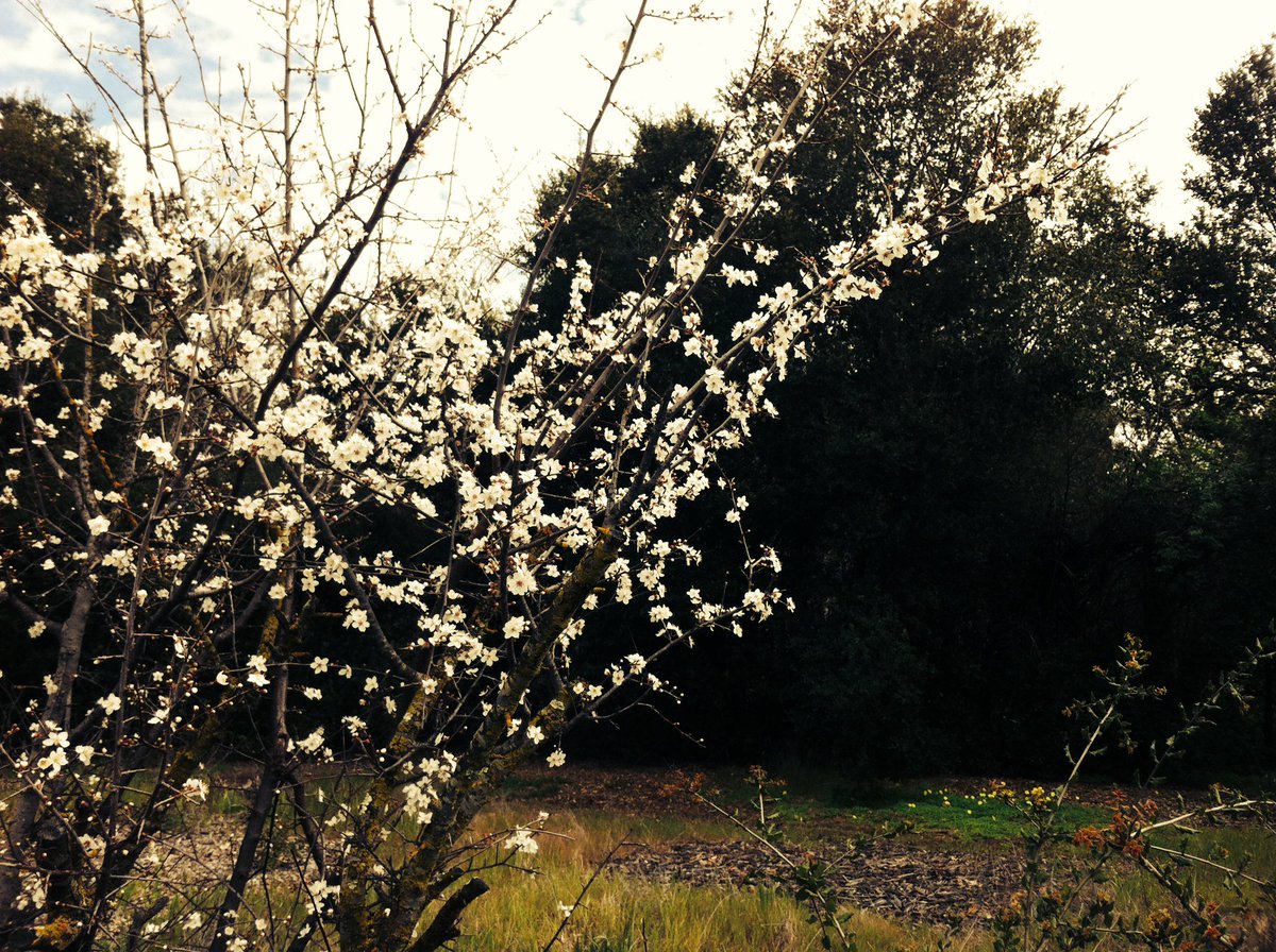 Surfaceblossom's tweet photo. My morning run around the flowers🌸
#hellyerpark #california #workout #routine #healing #run https://t.co/bGKN4IJW61