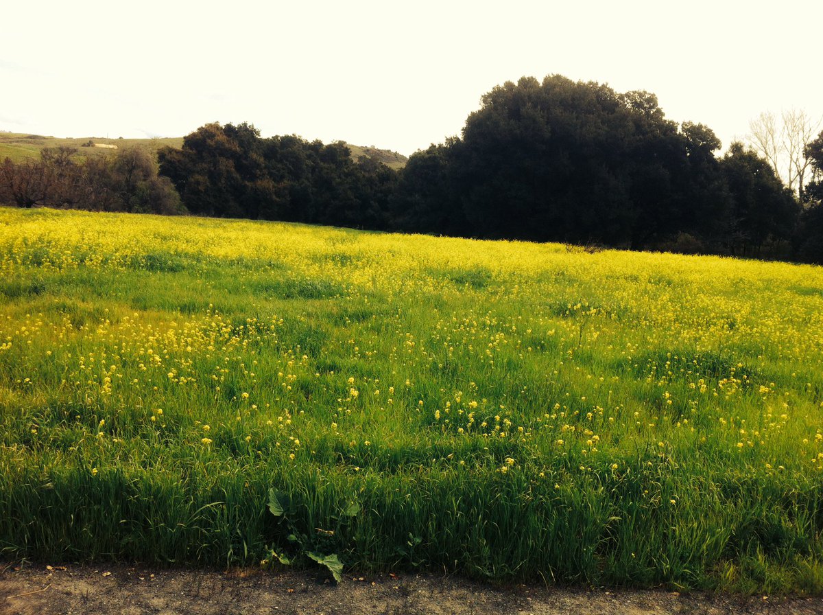 Surfaceblossom's tweet photo. My morning run around the flowers🌸
#hellyerpark #california #workout #routine #healing #run https://t.co/bGKN4IJW61