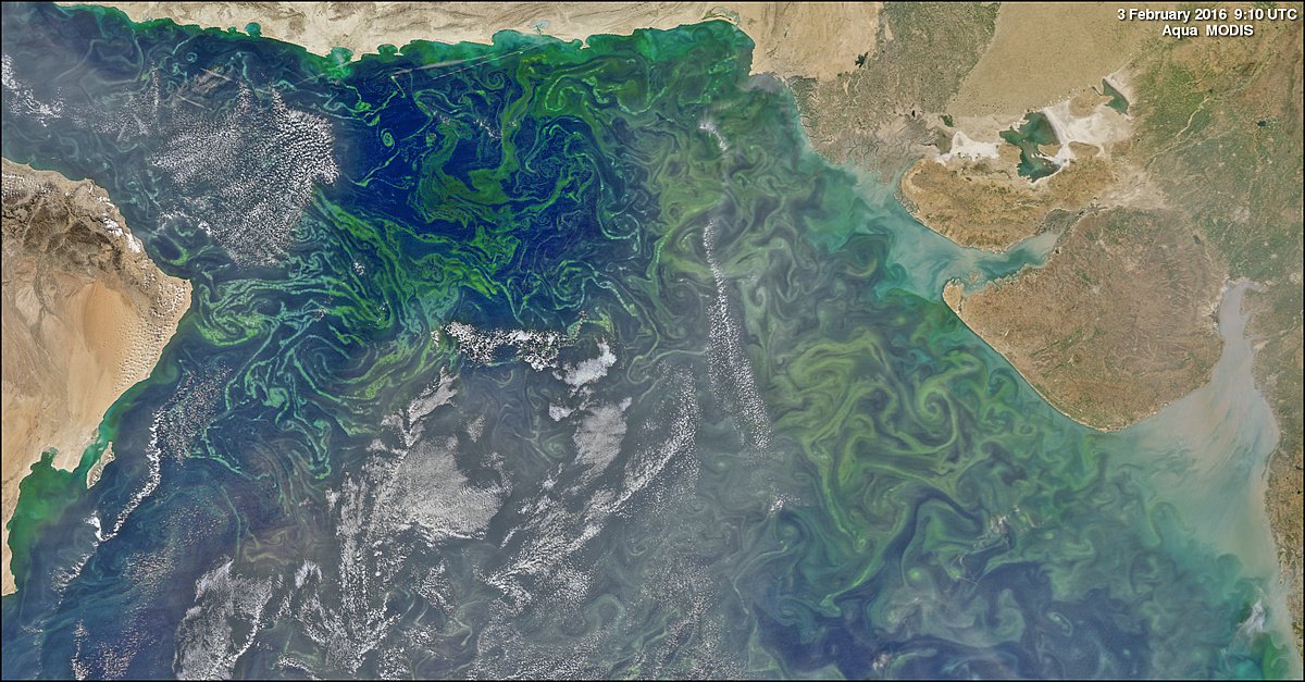 MongabayIndia's tweet image. India’s seas are gasping for oxygen &amp;amp; this can affect fish catch. By Neha Jain @lifesciexplore india.mongabay.com/2018/03/13/ind…
@CSIRNIOGoa @Columbia @Lamont_Doherty @uniofgothenburg  
#oceans #oxygen #DeadZones #fisheries #algae #bloom #climatechange #warming #livelihoods #fertilizers