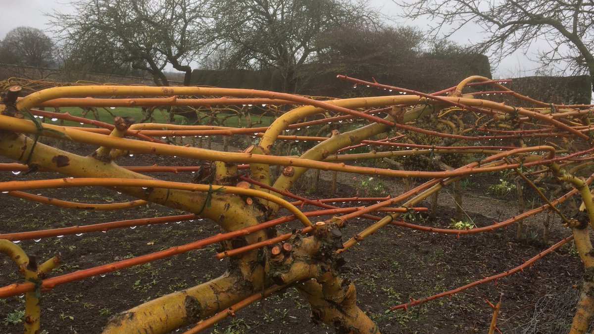 What a difference a day makes...taming the willow hedge at #NortonConyers #walledgarden #historicgarden #spring #willow #willowweaving #Ripon #NorthYorkshire
