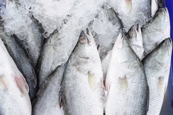 Is your seafood farmed or from the wild, & where in the world does it come from? Check out our #Seafood #Provenance research program, a partnership between @ANSTO, @UNSWScience, @Macquarie_Uni & stakeholders. #foodSafety #NuclearTech #isotopes @unswbees 
ansto.gov.au/AboutANSTO/Med…