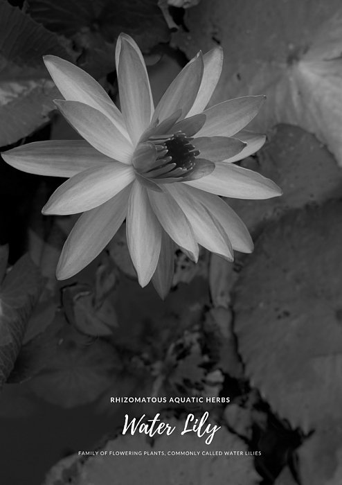 ShellharbourG's tweet image. New artwork for sale! - &quot;Water Lily Monochrome&quot; - fineartamerica.com/featured/water… @fineartamerica