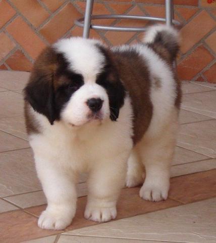 doglover533's tweet photo. You# a very# nice dog#....<<>>
#puppydog #dogsworld #maltese
#adogslife #amomeucachorro #filhodepatas #dogofmylife #dogsandpals #yorkilove #podle #dogsitting #adventurewithdogs #bestdog #labradora #dogsleeping #perrosalchicha #poodlelove #maltes #pinsherlove #pupsofinstagram # https://t.co/JfJQClW59Y