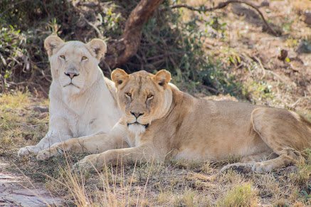SANBI_ZA's tweet photo. Did you know lions can spend 16-20 hours in the day just napping and resting? They truly live the phrase "hakuna matata"🦁 #Africa #wildlife #BiodiversityForLife https://t.co/O2cORIxi3e