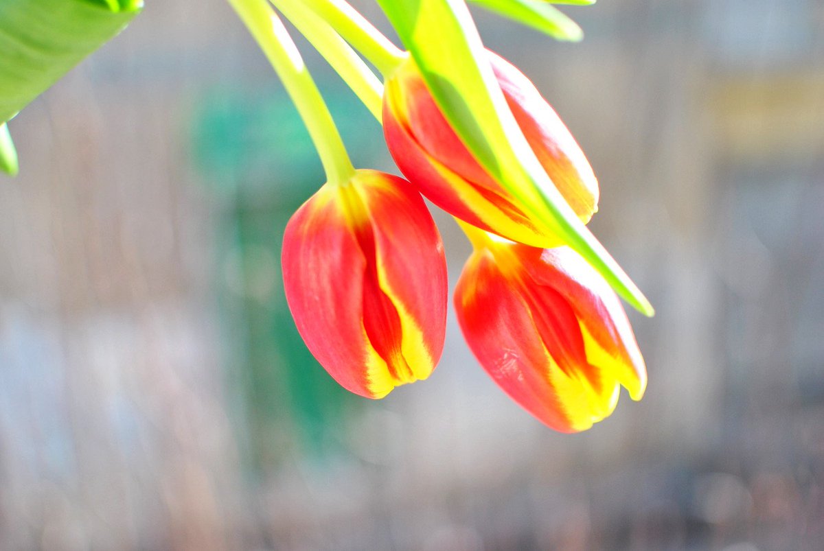 teresamorone's tweet photo. A casa lo sanno che adoro i #fiori e spesso mi coccolano con un bel mazzo di #tulipani, di peonie, di rose a gambo lungo a sorpresa. https://t.co/x7r7MHeA2M