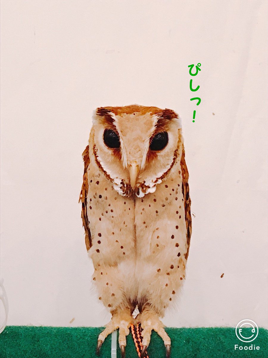 姿勢がいい Hashtag On Twitter
