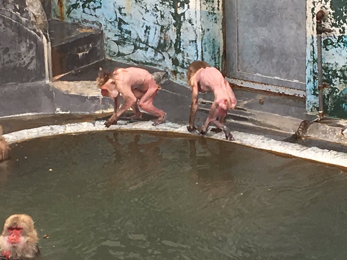 工藤正樹 函館市熱帯植物園 温泉に浸かる猿たちを見に来たんですが 何か違うものが待っておりました 函館市熱帯植物園