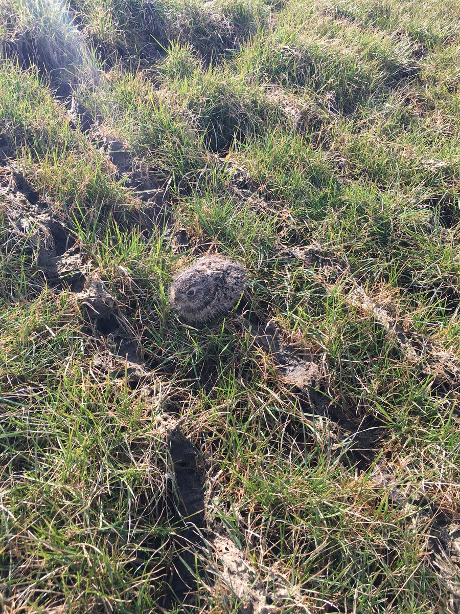 Ondanks de kou eerste jonge hazen al geboren, (Oldehove) ik zag dat deze te grazen werd genomen (gepikt) door 2 kraaien, moeder haas deed haar uiterste best haar jong te beschermen. #natuur #survival
