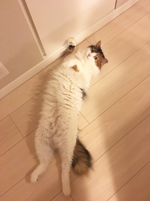 かわいいディズニー画像 元の猫 顔洗う イラスト かわいいディズニー画像 元の猫 顔洗う イラスト
