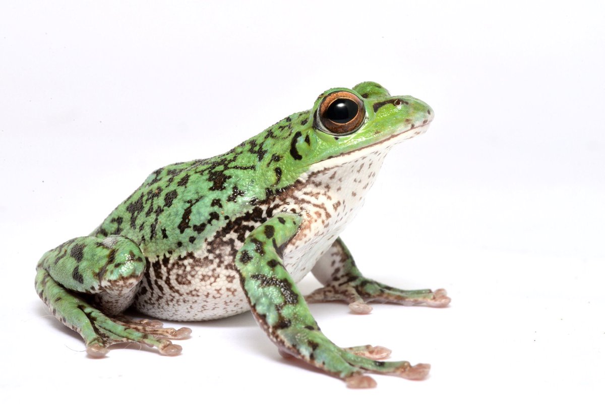 げんき 我が家のモリアオガエル 2年前に成体採集した個体だけど 飼うと成体でも色薄くなるよね それにしても飼育1年目は拒食とかでガリガリだったけど なんとかここまで良くなった 慣れたらほんとに良いカエル