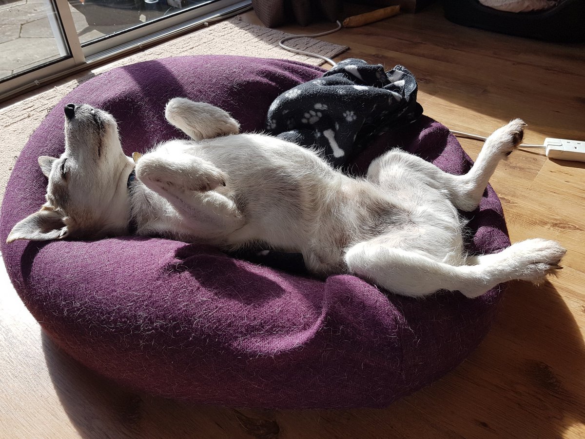 muzza692's tweet photo. Sunbathing 😎 https://t.co/i365eXsEDx