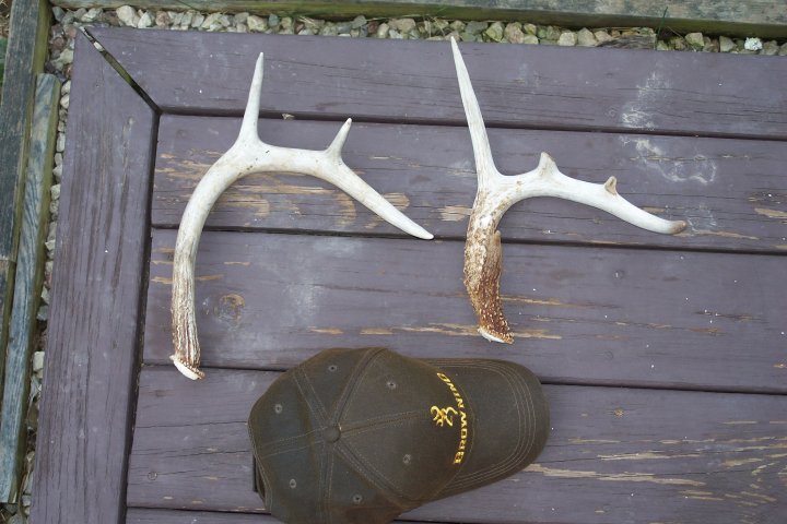 outdoorprotrax's tweet photo. Threw the hat down for size reference.  #sheds #hunting #deer #browning #antlers https://t.co/R7l8FhK9wB