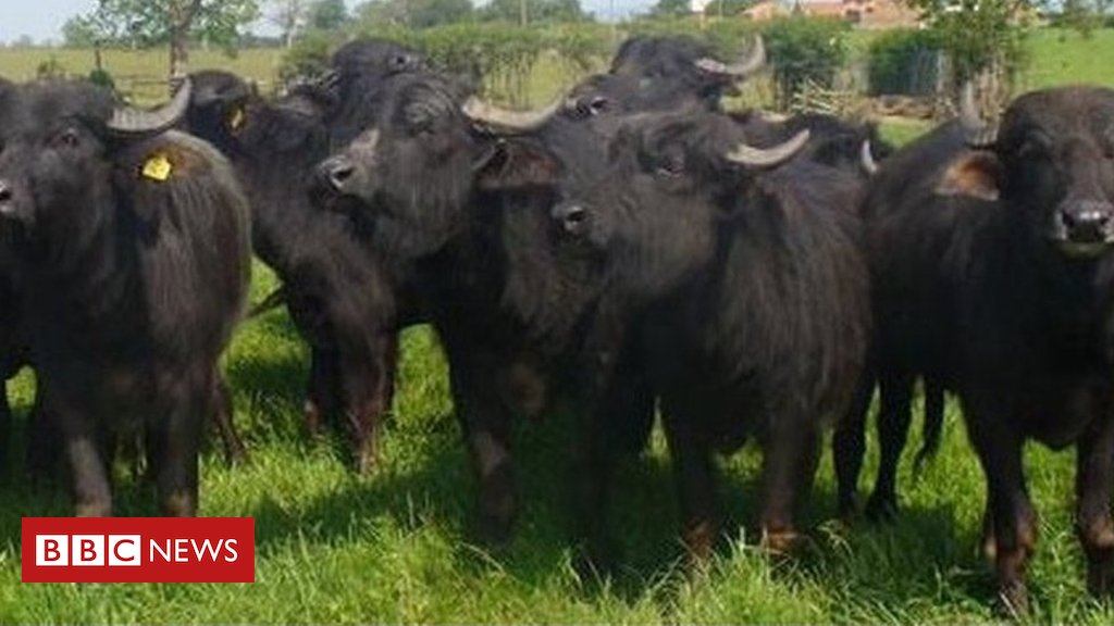 BBCEastScot's tweet photo. Man charged after buffalo released from farm in Fife https://t.co/kicfngvMaI https://t.co/7xCS3zBxau