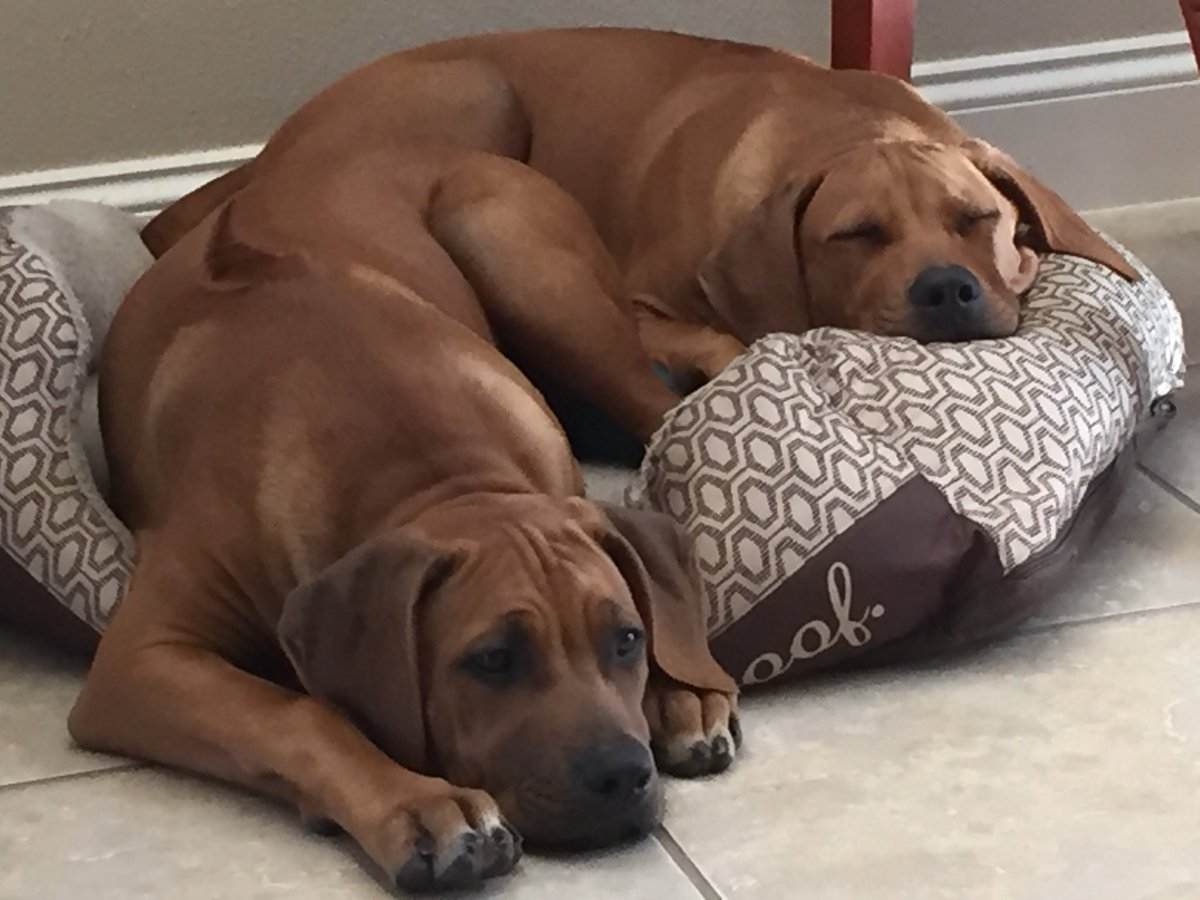cc11houston's tweet photo. @Ridgebacks_ https://t.co/w3EykcrfSQ