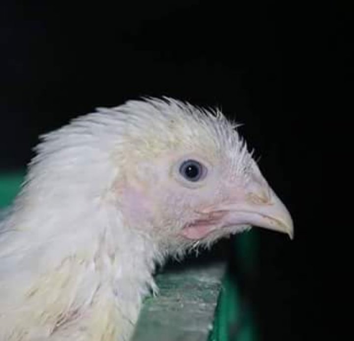 BoltonChickSave's tweet photo. Her first glimpse of freedom outside a slaughterhouse in Bolton...

What does she see?

The blood from 6 week old birds pumped by their tiny heartbeats after their throats are slit...

https://t.co/8CQjxhSn5Z ❤️
#NationalButchersWeek
#nandos https://t.co/bJ2vDb4u98