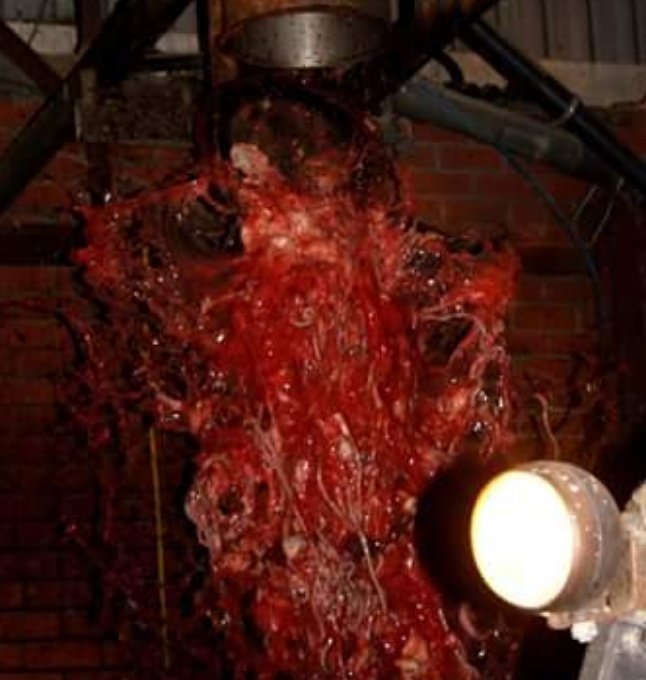 Her first glimpse of freedom outside a slaughterhouse in Bolton...

What does she see?

The blood from 6 week old birds pumped by their tiny heartbeats after their throats are slit...

whyveganism.com ❤️
#NationalButchersWeek
#nandos