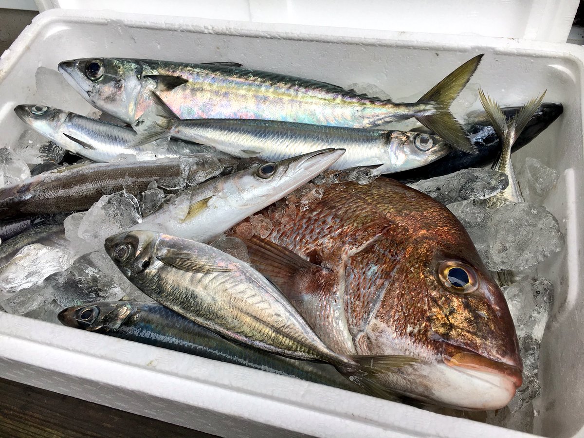 山神益郎工房 晩御飯 生きのいい魚をどっさりいただいたので 真鯛の刺身と鯛茶漬け やっぱり真鯛は魚の王様です 美味いもん食うと仕事の疲れも吹っ飛びます いつもありがとうございます