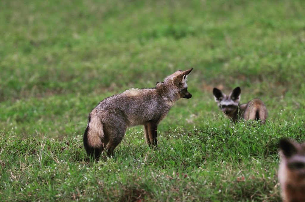 ArjDheer's tweet photo. Bumped into a few #batearedfoxes on my way home yesterday!
I see them all the time during fieldwork but rarely get a chance to photograph them because theyโre so shy. These ones were a bit more relaxed. #mammalwatching https://t.co/B1K0OVsXDg