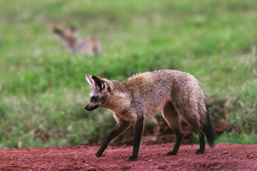 ArjDheer's tweet photo. Bumped into a few #batearedfoxes on my way home yesterday!
I see them all the time during fieldwork but rarely get a chance to photograph them because theyโre so shy. These ones were a bit more relaxed. #mammalwatching https://t.co/B1K0OVsXDg