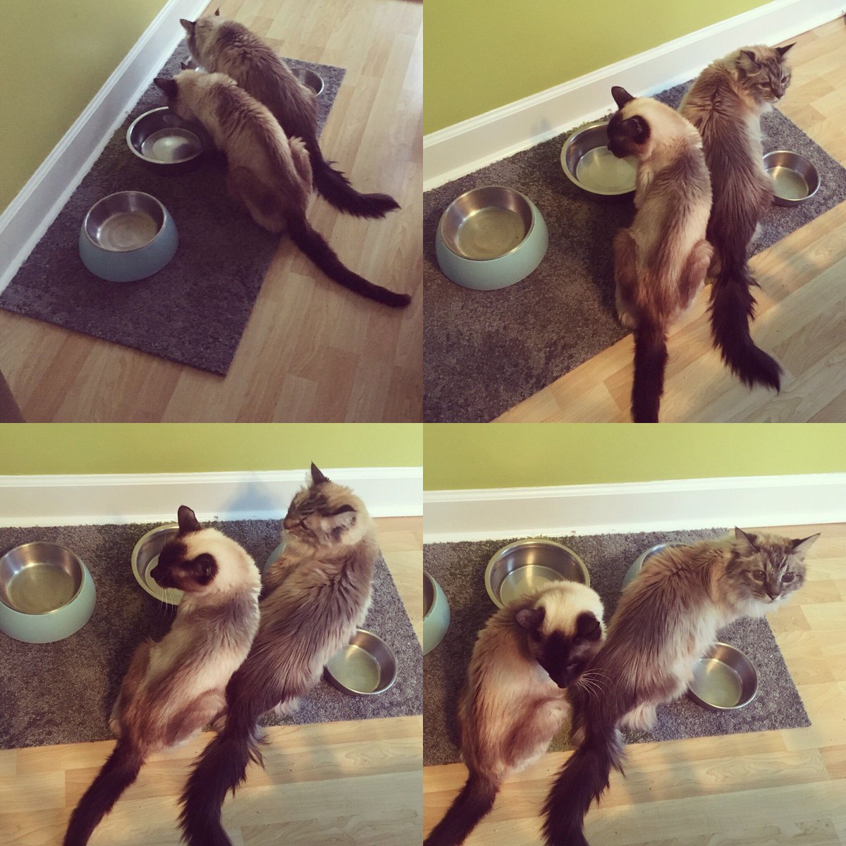 FundmntlyFeline's tweet image. We call this “the codger series”. From left top: synchronized drinking, two-headed codger, look to your left, look to your right before approaching water bowl! 😂#thisis19 #littermates #Simon #seniorcatsrock #seniorcatsrule #twoarebetterthanone #fundamentallyfeline