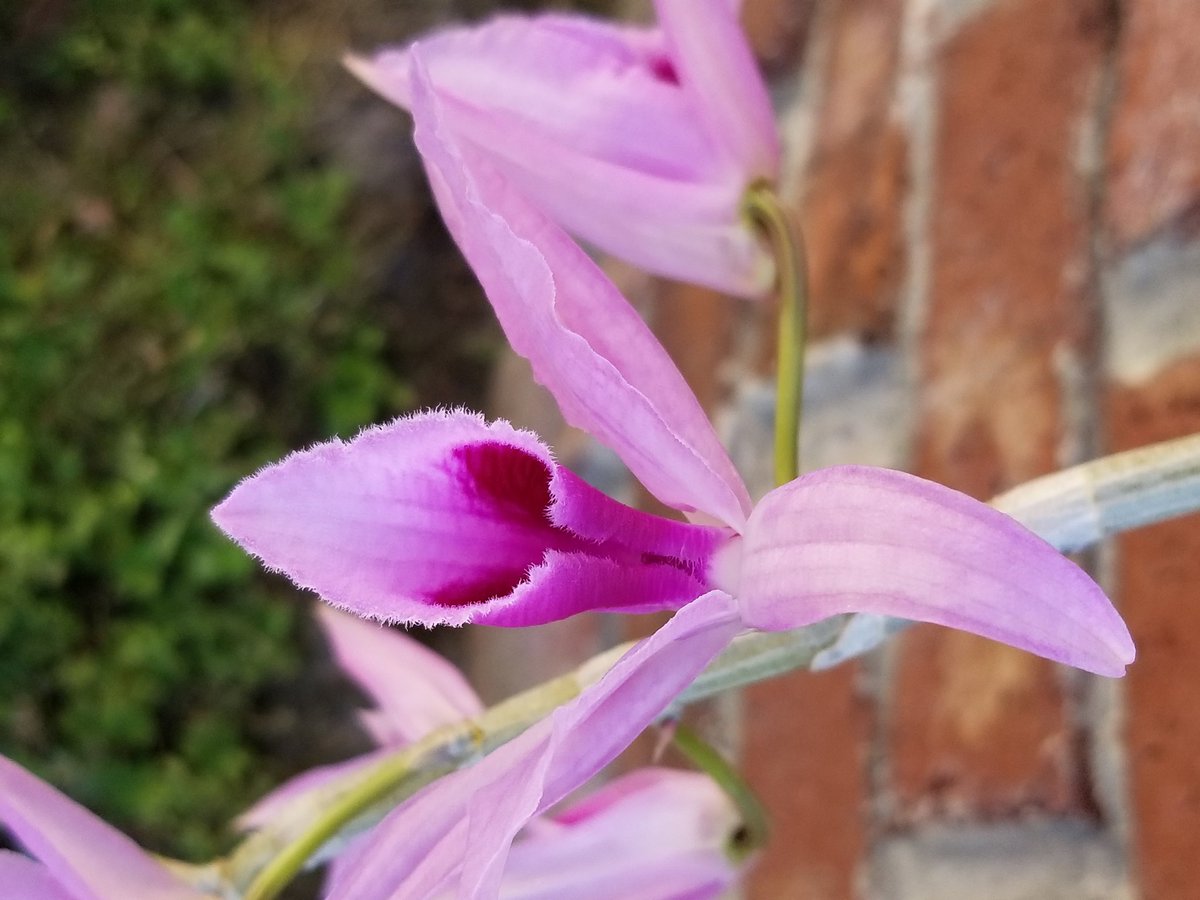 adelejenczyk1's tweet photo. My new addition  #Dendrobiumanosmum  #dendrobuim #anosmum  #blooming #orchids #flowers #nature https://t.co/FqRtiFsCgL