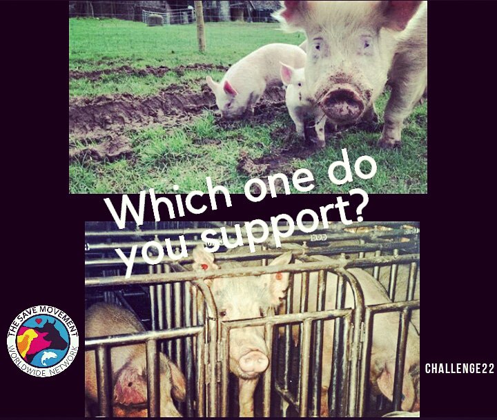 NEAnimalSave's tweet photo. #NationalButchersWeek #MeatyMarch 

Do you want #freedom for #animals or continued #oppression 
End the cruelty and leave them off your plate #endspeciesism #vegan #veganhour https://t.co/CmlxVhWC3f