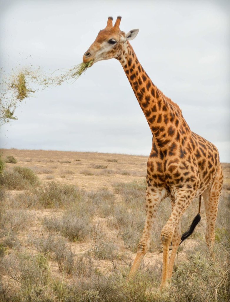 TravelingMedia's tweet photo. Add the following to your #TravelTuesday #BUCKETLIST , #EasterWeekend coming up why not visit @KhwattuSan @ThaliThaliGame @Ormonde_Wines @DarlingBrew @_darling_sweet_  or simply check out @WeskusTourism https://t.co/8AG1HICxOF