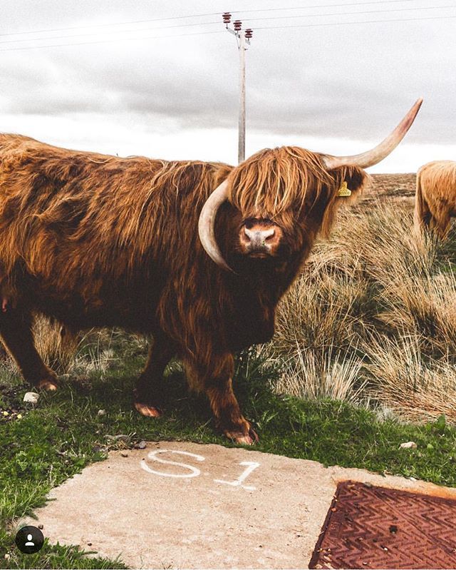 AspectCollectiv's tweet photo. “Scotland is one of the most beautiful places I’ve visited. With towering mountains, epic lochs and animals roaming free. I can’t wait for that adventure again!”
📸: @izakjackson
-
#Traveling #Travelling #Traveler #Traveller #TravelTheWorld #GlobeTrotters #TravelLife #IGTrave… https://t.co/AltV3GIDT6
