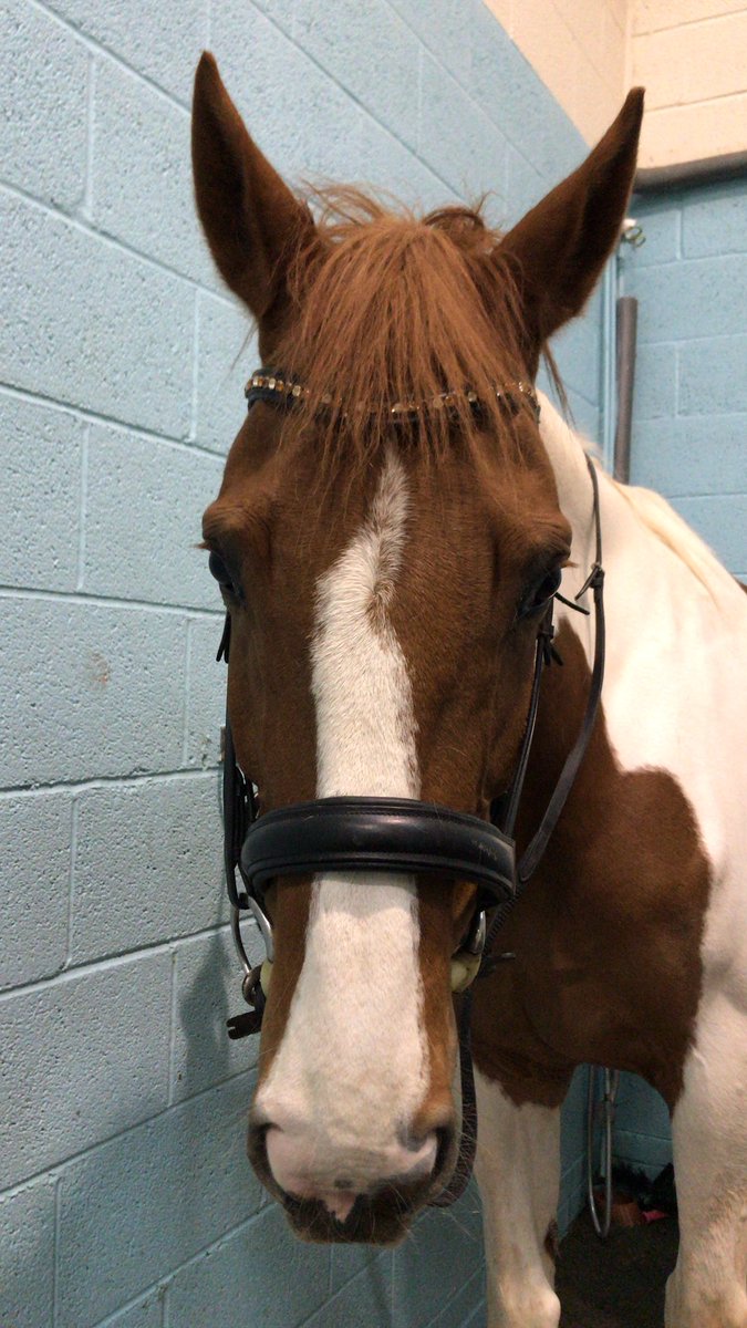 RJDressage's tweet photo. Apologises for being quiet on the twitter front! Uni and looking after this one is exhausting 😴 #dressagehour  #247equestrian https://t.co/De5aSkQxbA