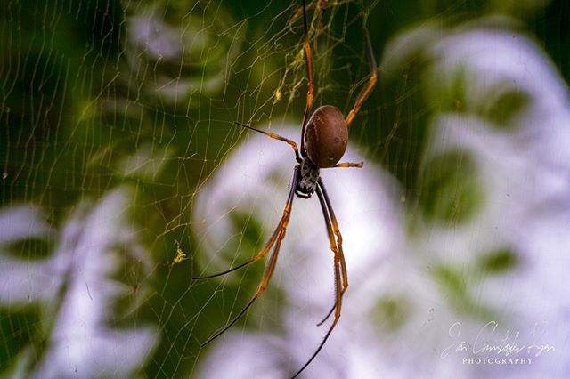 IanRyanNZ's tweet photo. "Look Up"
If you have ever walked through a nature park in Australia and looked up... you will often see spiders with huge webs across paths. They are commonly the (relatively) harmless orb-weaver spider.
.
.
Copyright Ian Ryan 2018. All rights reserved. https://t.co/8kLicWIZpL https://t.co/8OsnKRzlg4