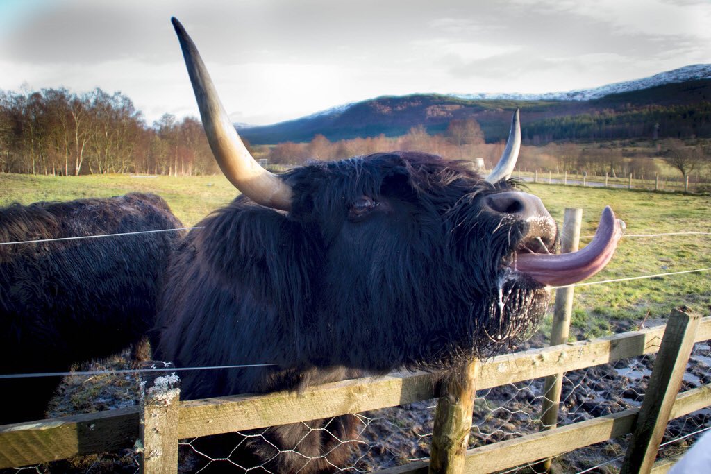 Highland_Cows's tweet photo. #TongueOutCoosday 👅🐮 https://t.co/ev4zhf0mSh