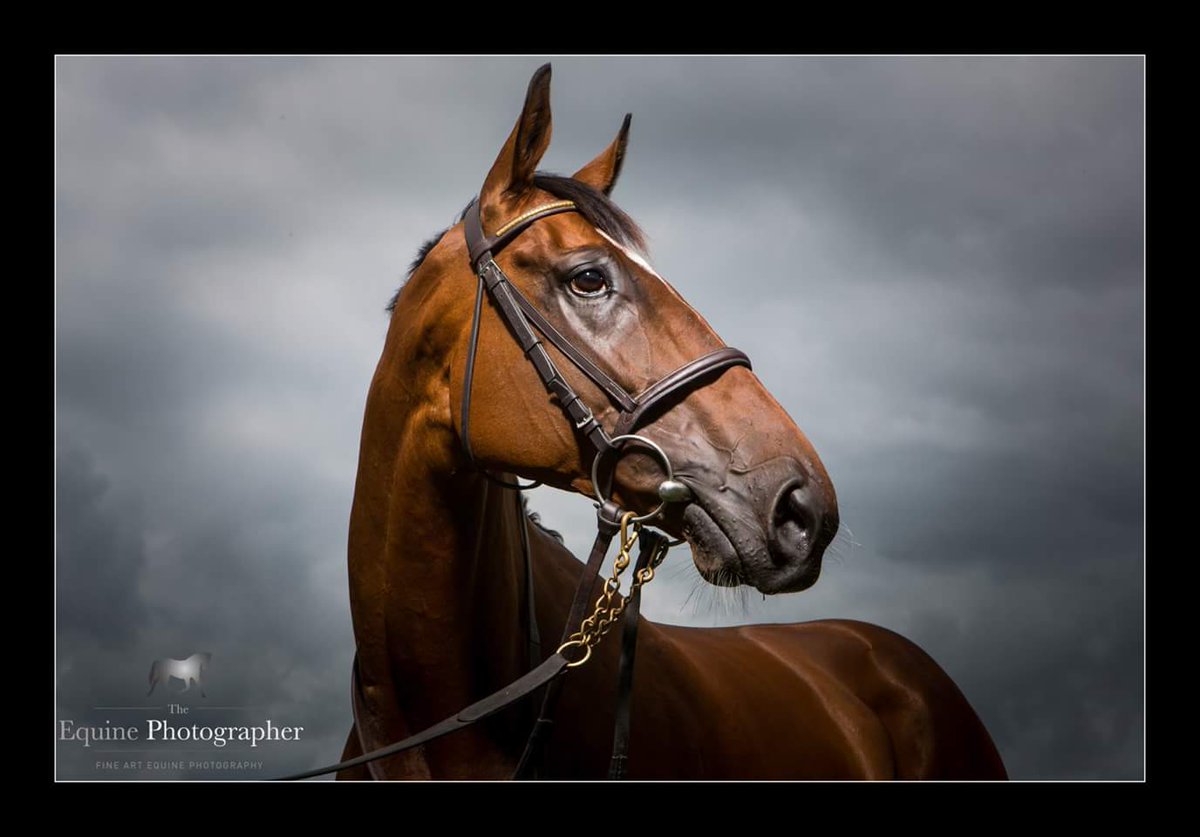 theEquinePhotog's tweet photo. Best of luck today to Wicklow Brave, and all connections @CheltenhamRaces at 3.30 in the Grade 1 @unibet Champion Hurdle Challenge Trophy ..the only horse in the last 20 years to have won a Grade 1 over jumps and a Group 1 on the flat.

#CheltenhamFestival #williemullins https://t.co/jqAnAW9FYc