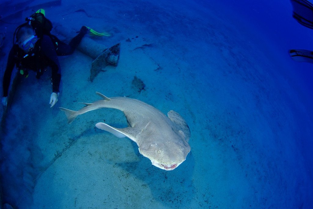 Only by #Exploring our #Oceans will you get to see sights like this. 

#BlueExplorers is dedicated to protecting the #environment, and showcasing just some of the #naturalbeauty that #GranCanaria &amp; #Tenerife have to offer.
