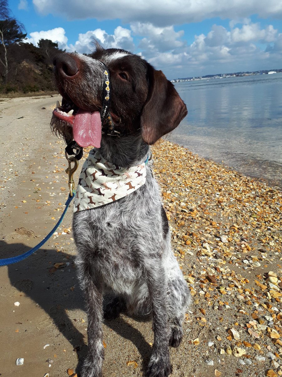 I love it at @RSPBArne , I've just been for a paddle in the sea. And how old do I look in my dog bandana mum made me #happydog  #spoiltdog