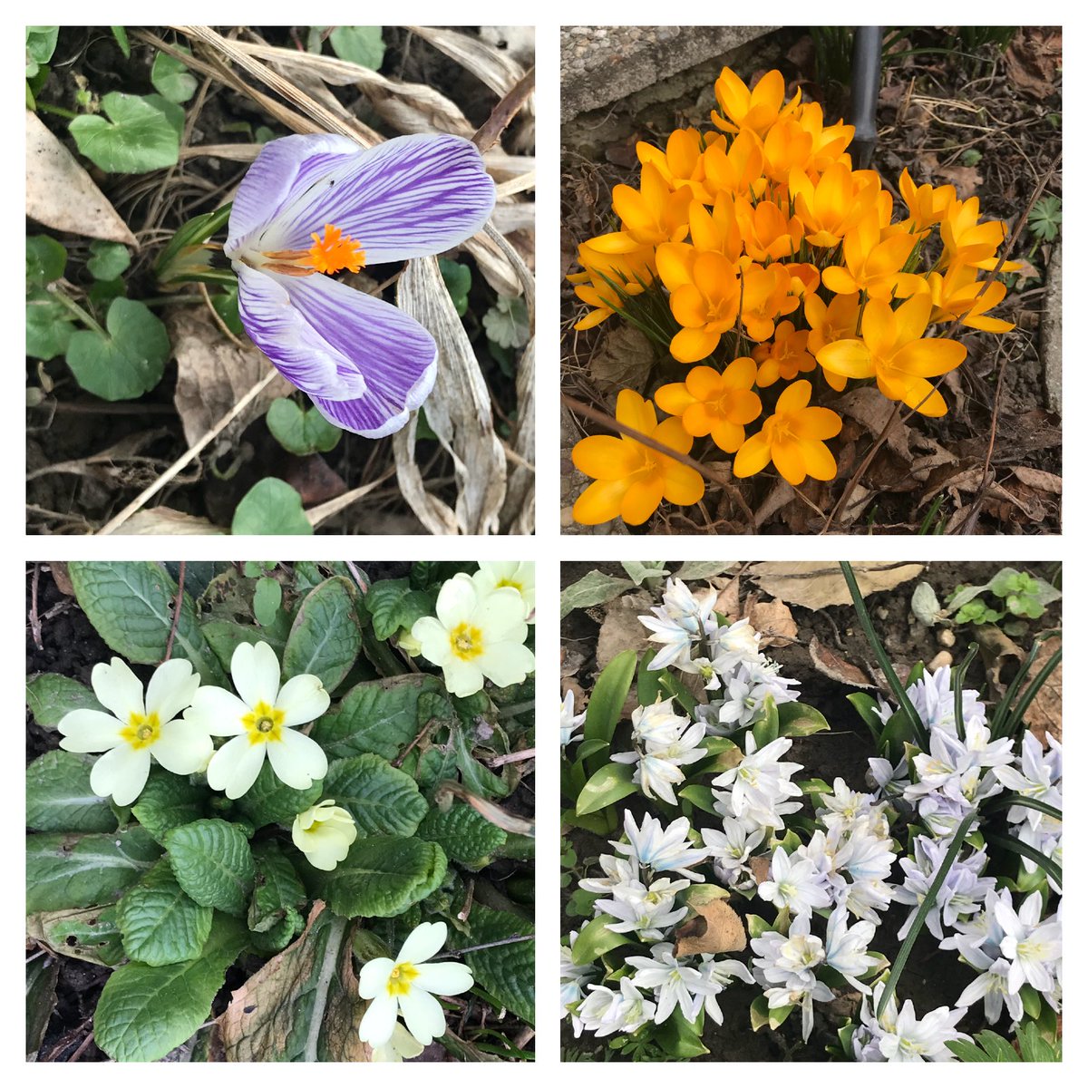 Hofrat_M's tweet image. Made with apple.co/20wkpym #multiframe