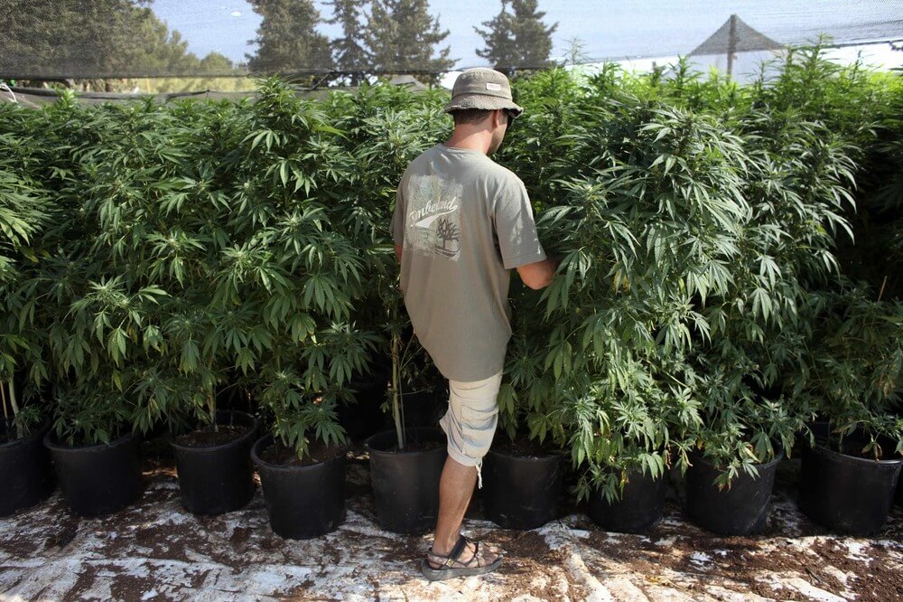 Сажают ли за семена марихуаны полицейский задержан марихуана