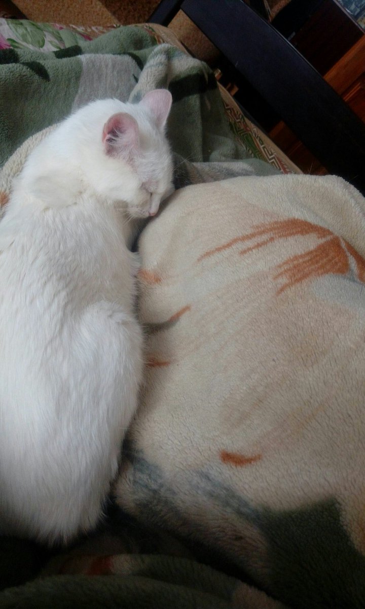 ElsaFuorst's tweet image. Киску вам в ленту и хорошего начала дня