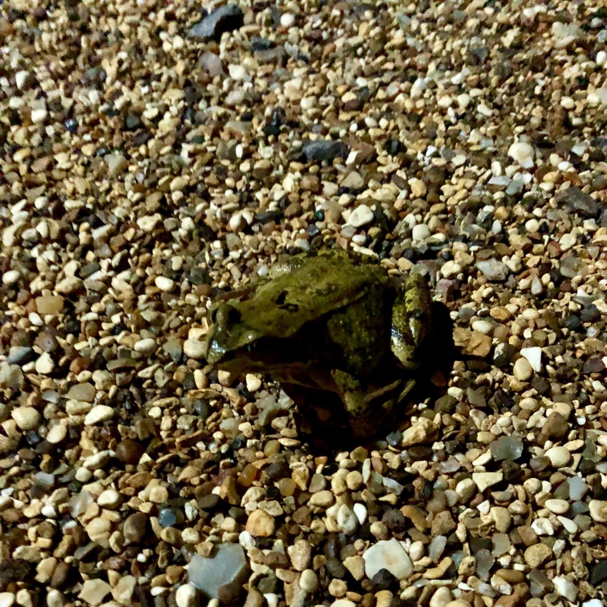 OxfordToads's tweet photo. Excited to announce the first rescue of 2018 by the New Hinksey Toad Patrol... a frog! (We do rescue frogs and newts as well as toads) https://t.co/BTIiMfOFQA