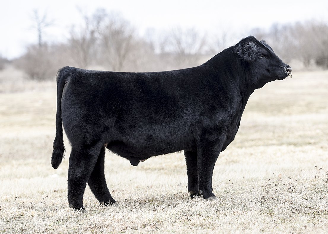 FennigCattle's tweet photo. FEN MR JIM will be at the OMAA Sale (during Ohio Beef Expo) March 17. He will also be on display at Fennig Show Cattle March 16 &amp; 17! Middle Man X GCC Sioux Miss 819/U (Irish Whiskey) - 1/2 Brother to Last Stand. Contact Ryan Fennig 419.852.8201 OR Todd Fennig 419.305.7266 https://t.co/1aMfZQXCWp