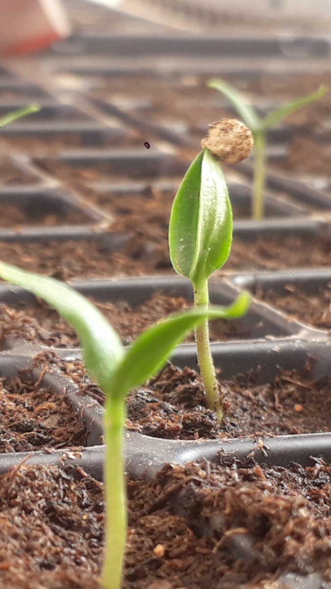 cegoiagri's tweet photo. Are u a farmer,Agric institution,A secondary/primary school .?
@HorticulturistK @GordiosFarms together with @felixmgenge
Are wiling to visit your farm frm 01/05/2018
book an appointment with us thru +254712053879
 for free,
1.soil testing
2.Record keeping
3.Production plan https://t.co/3XfQgIVfbb
