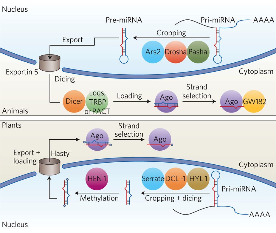 NatureEcoEvo's tweet image. The evolutionary origin of plant and animal microRNAs nature.com/articles/s4155… #March2017highlight #ICYMI