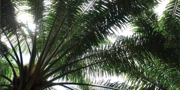 "GAR and GeoT have developed an inclusive approach to improve supply chain transparency" for palm oil.

 Read a review of this initiative here: buff.ly/2FkKbBm

#PalmOil #traceability #ImpInv #Sustainability #EnvironmentalManagement #SDGs