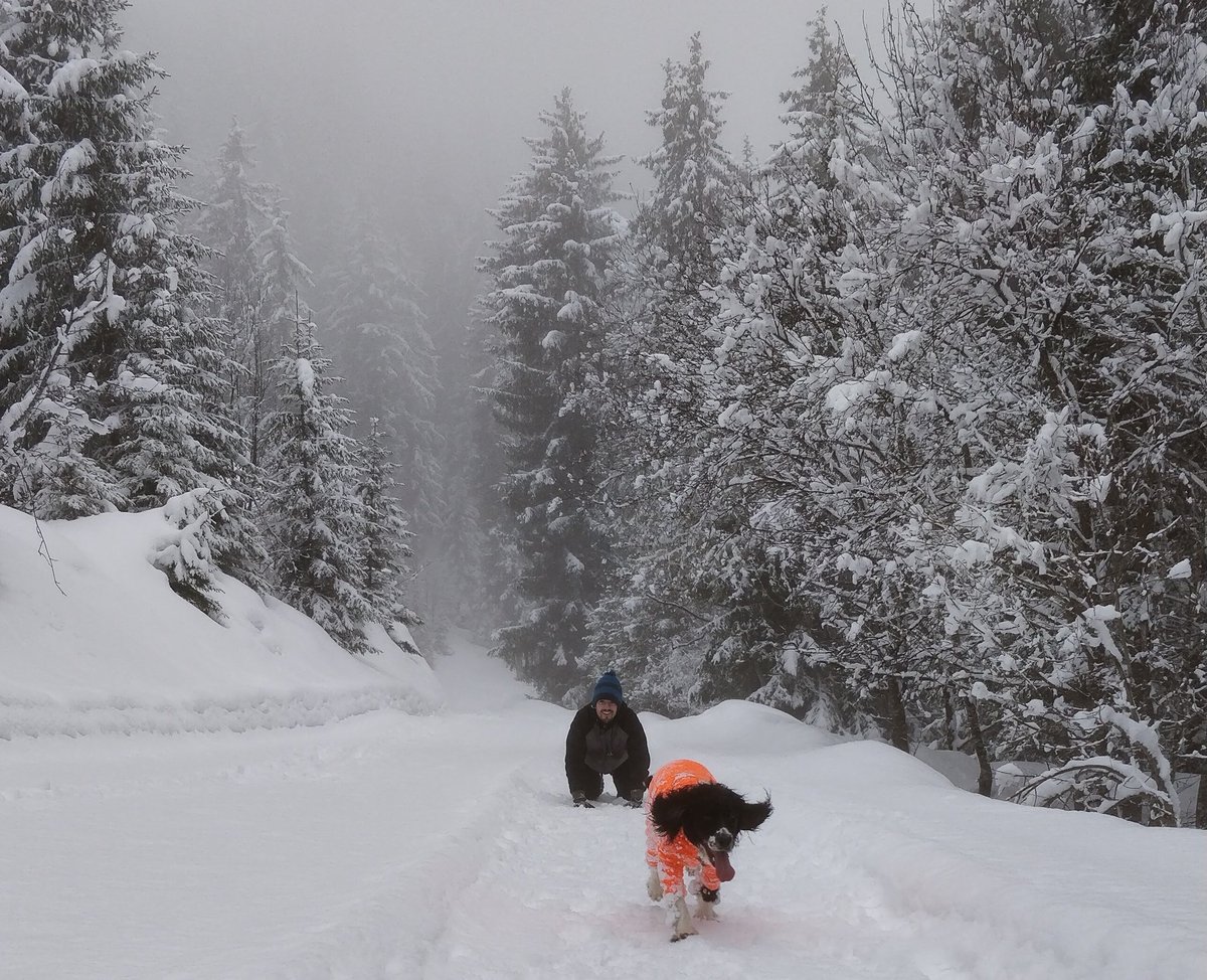 sprinkleofpeppa's tweet photo. #AllTheFun was had on #walkies through the #freshsnow today above #LaTania... When will this #winterseason ever calm down...? https://t.co/QfEd66hWZO