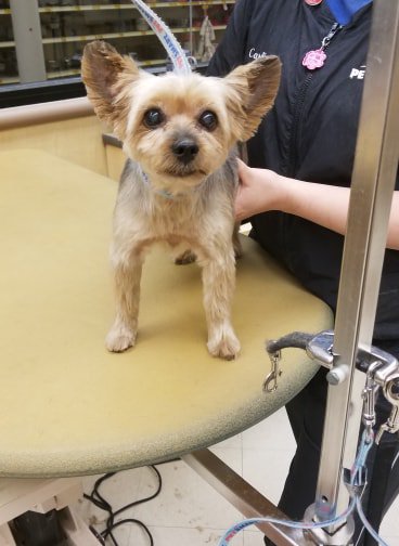Caroline Jones with her extreme makeover, Zoie!
#0779 #cny #northeastgrooming #extrememakeover #yorkshireterrier #yorkie #groomerlife #dewitt #doggylove