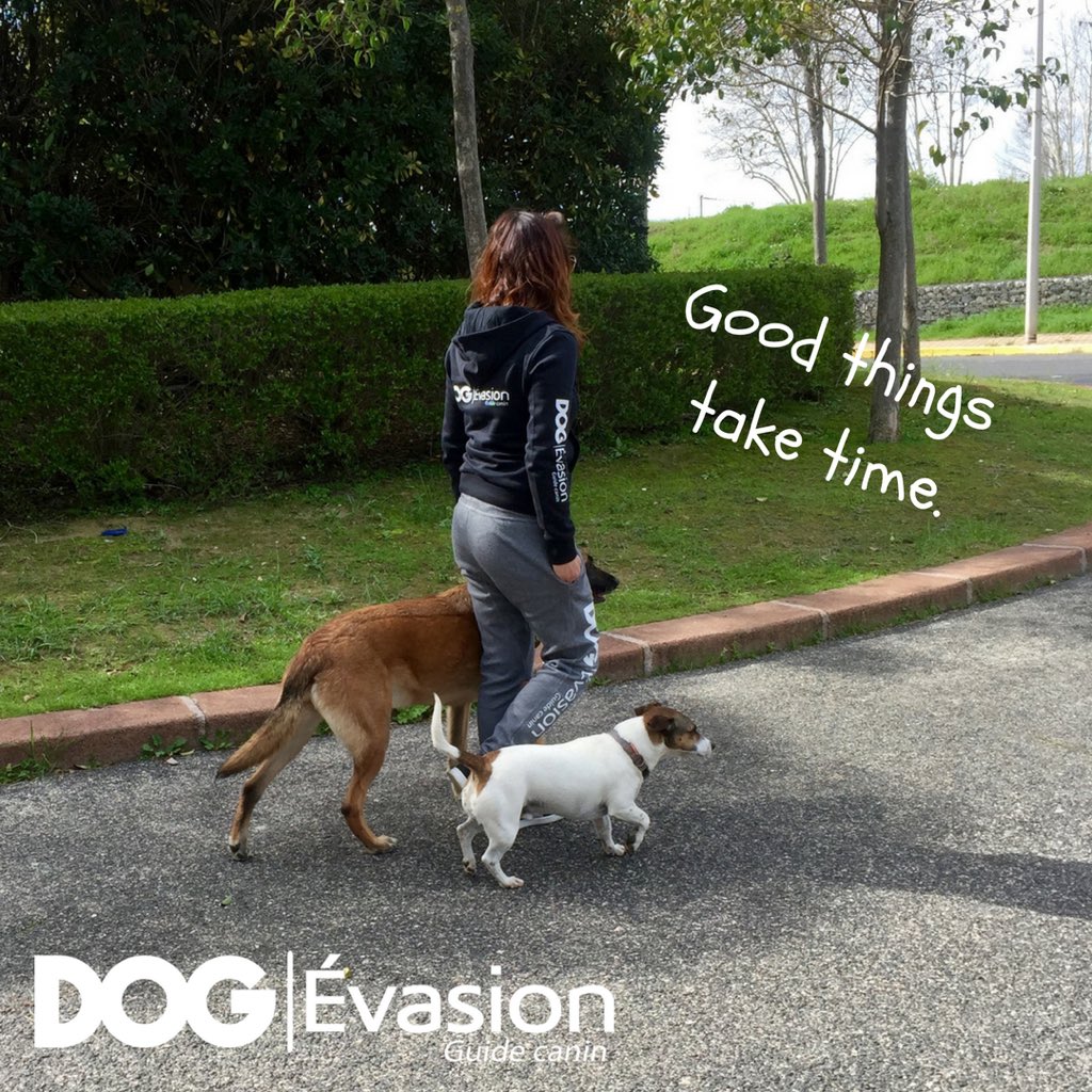 DOG_Evasion's tweet photo. Les bonnes chose prennent du temps @AnimalerieE #directAN#jadoremonjobmais#lesanimausfantastiques#tpmp https://t.co/aCgbvU4ANt
