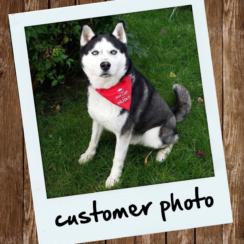 MuckyPawStore's tweet photo. Recent pic of the #handsome #husky Kai. Isn't he a stunner! #HuskiesofTwitter #HuskyLife https://t.co/k69idH6ZTA