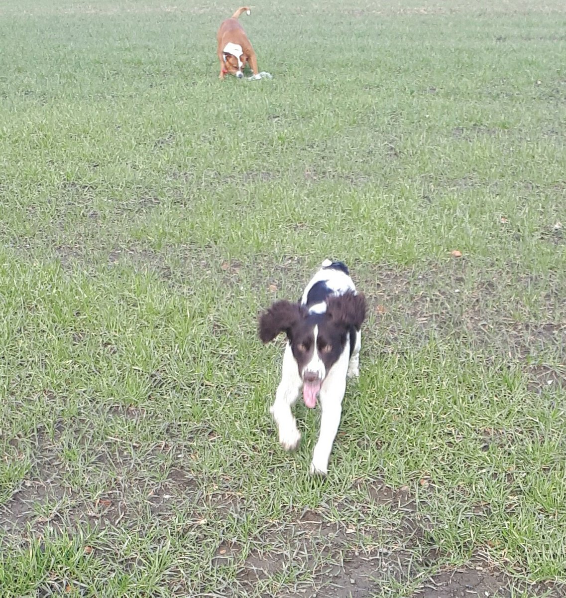 DogsAdventure's tweet photo. Having a pawsome time playing with a discarded plastic bottle we put it in the bin after playing with it. #littercontrol #woof #TongueOutTuesday #springer #staffie #springerspaniel https://t.co/4jhpgie5vu